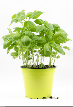 kinkates basil 1829677